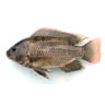 Nila Fish 1Pcs