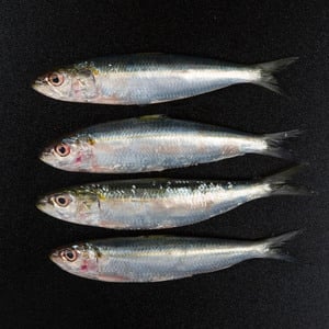 Fresh Sardines Small 500g
