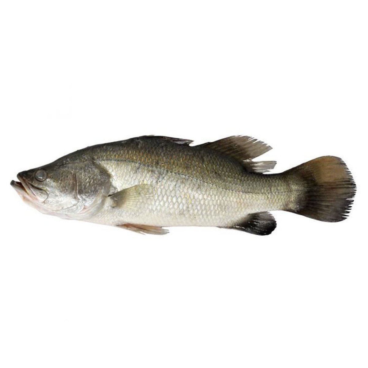 سمك باراموندي طازج 1.5 كجم