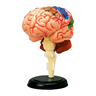 تشابمي لعبة نموذج تشريح الدماغ البشري 4دي التعليمية للاطفال ، 626008