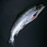سمك سلمون نرويجي طازج كامل منظف 2.5 كجم