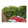 Organic Raspberry 1 pkt