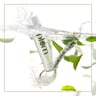 Plum Green Tea Revitalizing Face Mist 100 ml