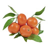 Clementine With Leaves Spain 1kg
