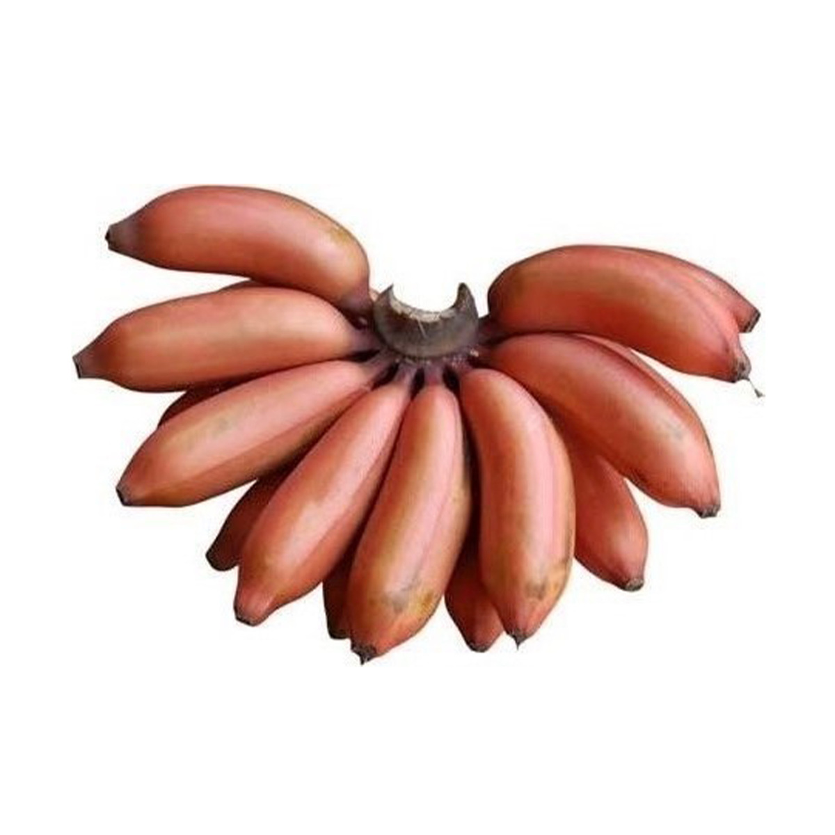 Бананы красные. Красный банан фрукт. Покажи красные бананы. Бан бан красный. Красные бананы купить