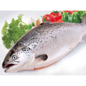 Norwegian Salmon whole