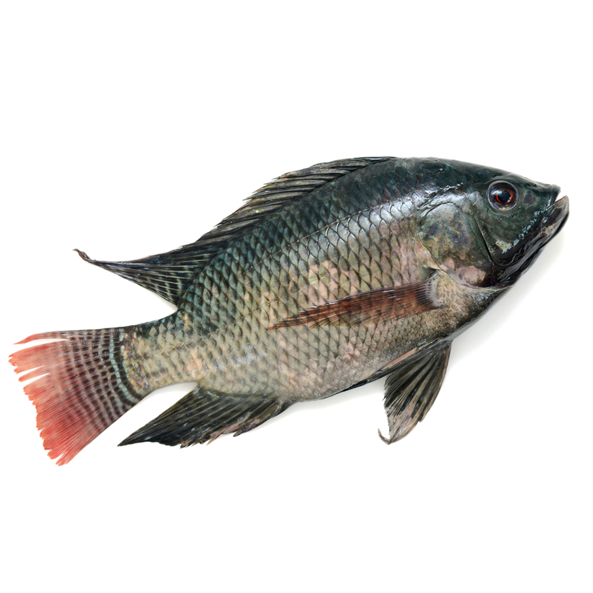 Black Tilapia 1Kg Approx. Weight