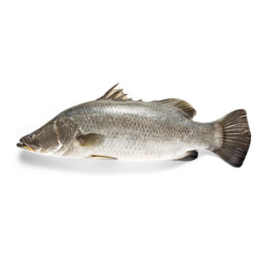 Sea Bass 800g Approx weight