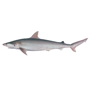 سمك القرش الوزن التقريبي 1 كجم